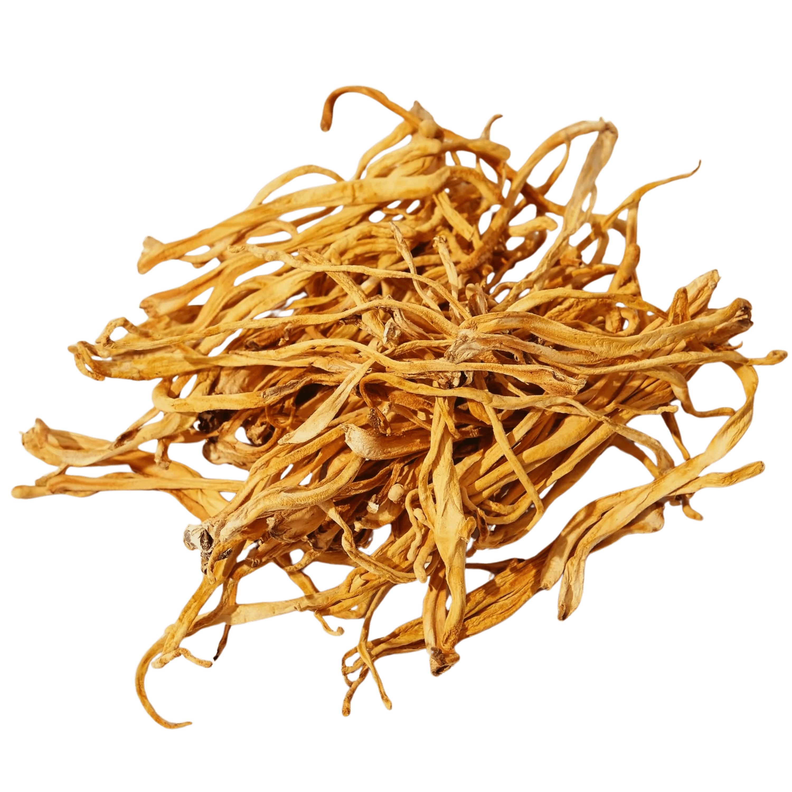 Cordyceps