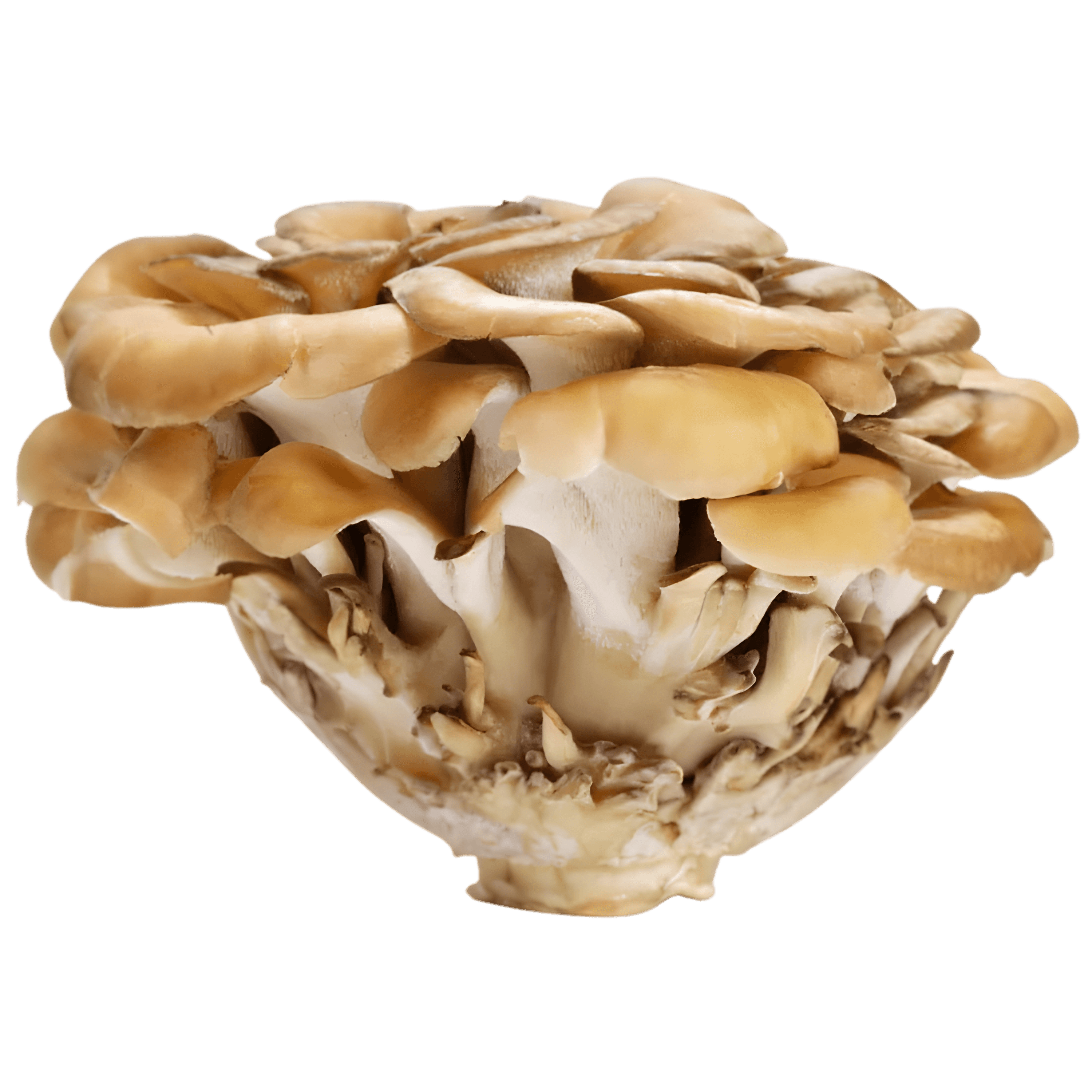Maitake