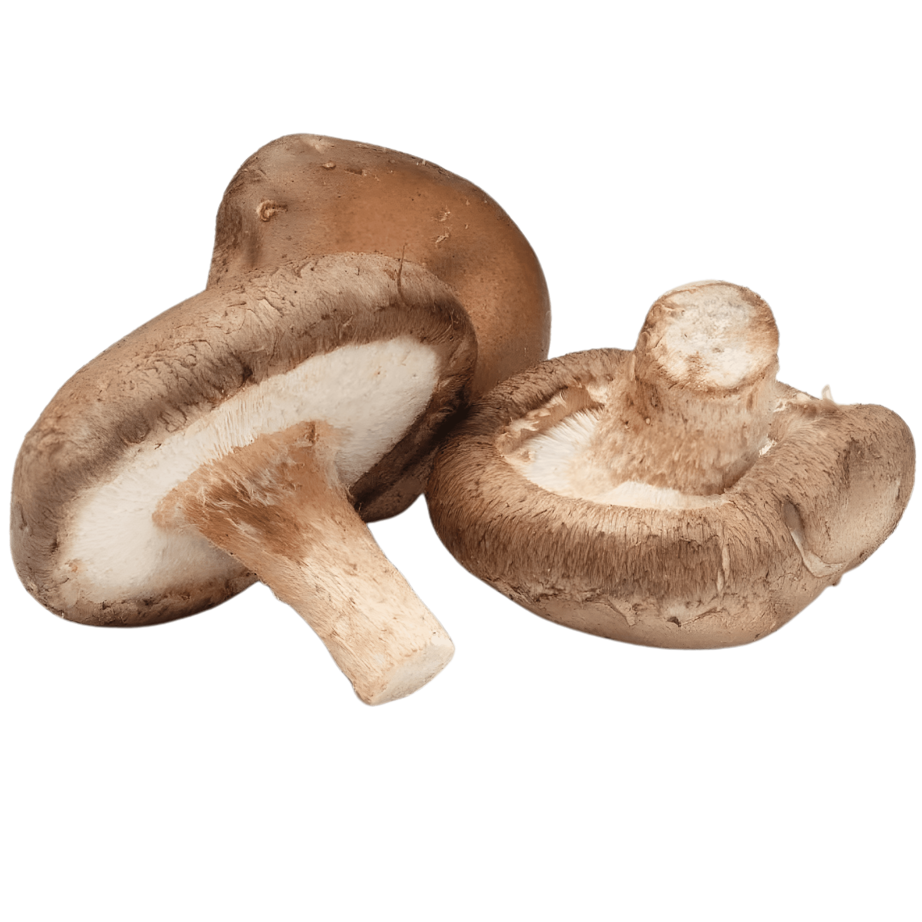 Shiitake