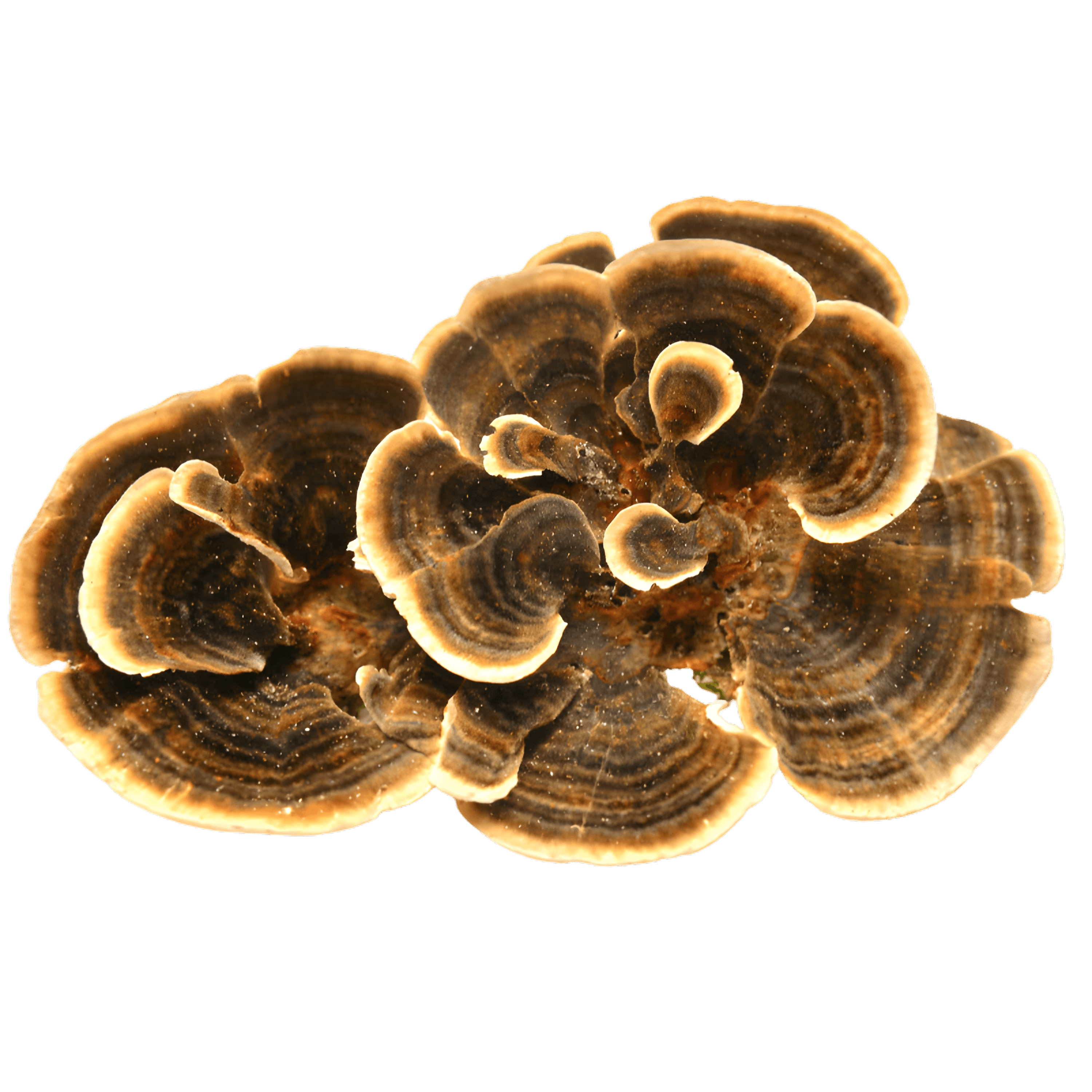 Turkey Tail