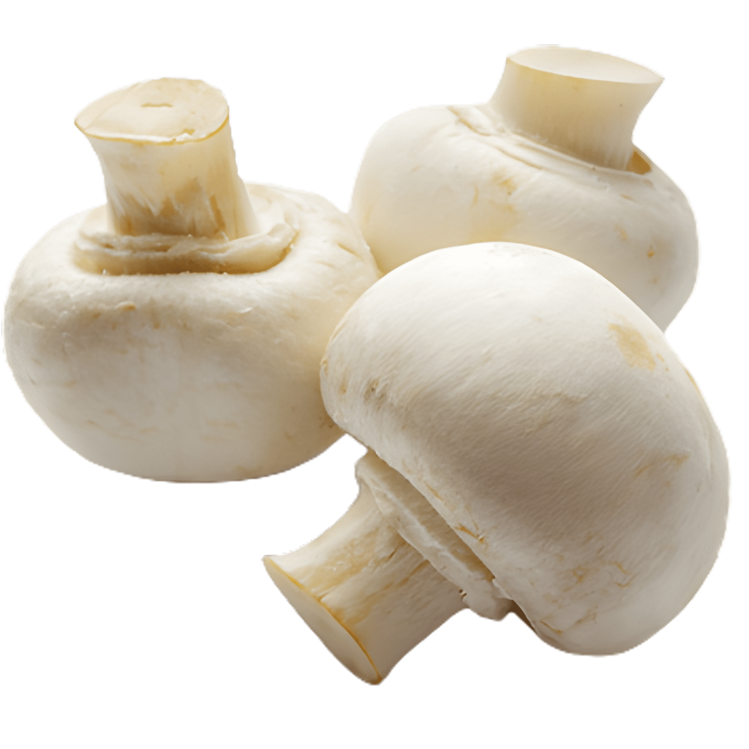 White Button Mushroom